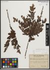 Foto von Salix myrtilloides L. x Salix repens L.